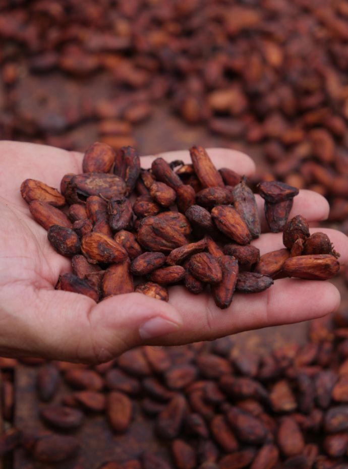 A História do Chocolate 2020